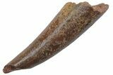 Fossil Fish Fang (Aidachar) - Kem Kem Beds, Morocco #219727-1